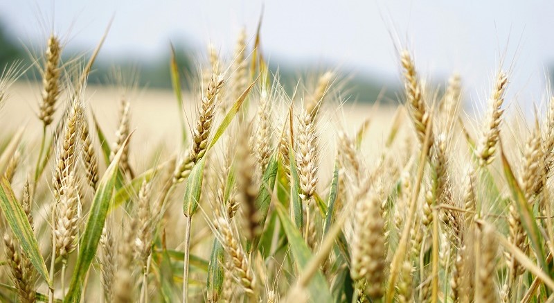 Development of the U.S. specialty fertilizer market in 2024